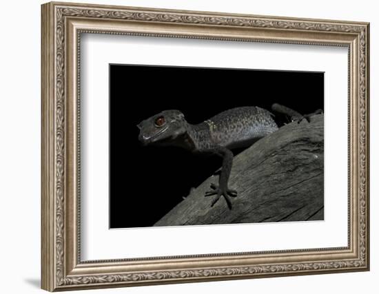 Pingxiang Cave Gecko (Goniurosaurus Luii) Clinging to Tree Trunk with Strong Red Eyes-Shibai Xiao-Framed Photographic Print