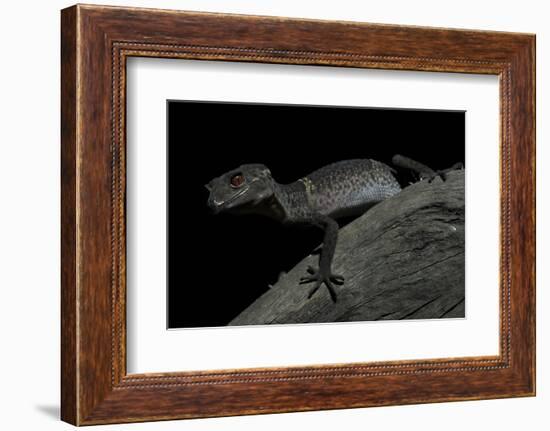 Pingxiang Cave Gecko (Goniurosaurus Luii) Clinging to Tree Trunk with Strong Red Eyes-Shibai Xiao-Framed Photographic Print