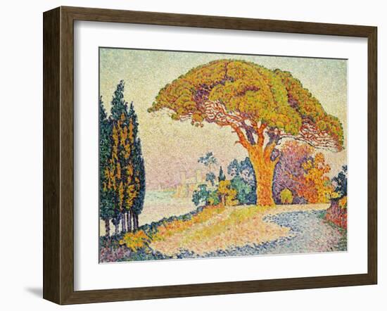 Pinie bei Bertraud, Saint-Tropez (Provence). Le Pin de Bertaud, Saint-Tropez (Provence)-Paul Signac-Framed Giclee Print