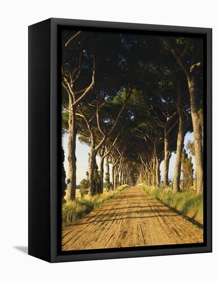 Pinienallee, Allee, Sommer, Sandweg-Thonig-Framed Premier Image Canvas