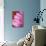 Pink Afternoon-Karyn Millet-Photographic Print displayed on a wall