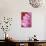 Pink Afternoon-Karyn Millet-Photographic Print displayed on a wall