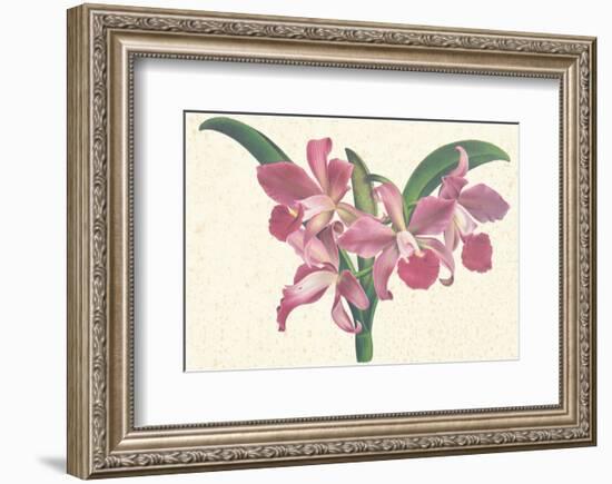 Pink Amaryllis-null-Framed Premium Giclee Print