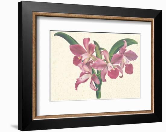 Pink Amaryllis-null-Framed Premium Giclee Print