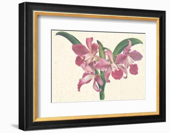 Pink Amaryllis-null-Framed Premium Giclee Print