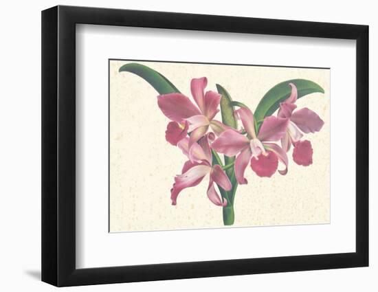 Pink Amaryllis-null-Framed Premium Giclee Print