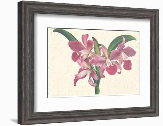 Pink Amaryllis-null-Framed Art Print