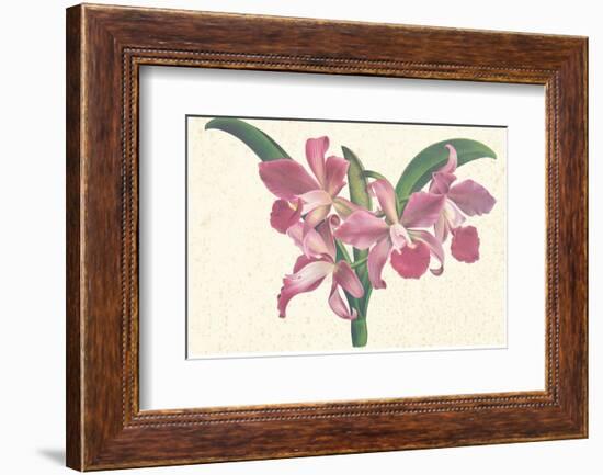 Pink Amaryllis-null-Framed Art Print