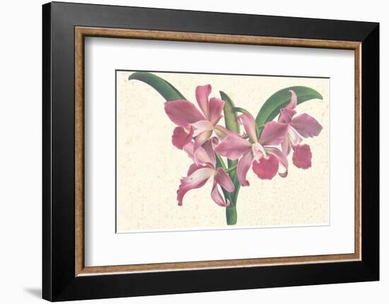 Pink Amaryllis-null-Framed Art Print