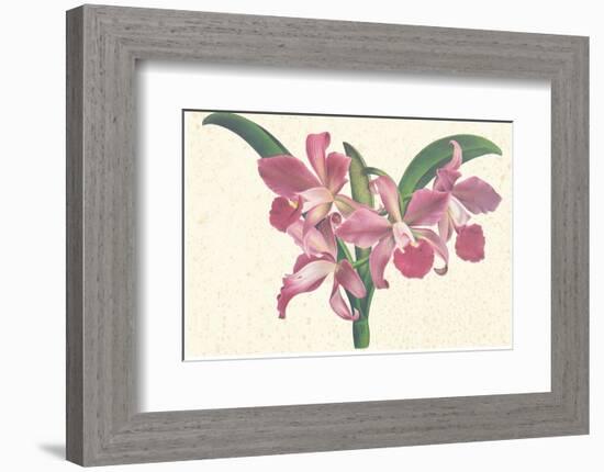 Pink Amaryllis-null-Framed Art Print