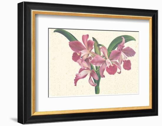 Pink Amaryllis-null-Framed Art Print