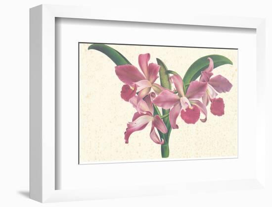 Pink Amaryllis-null-Framed Art Print