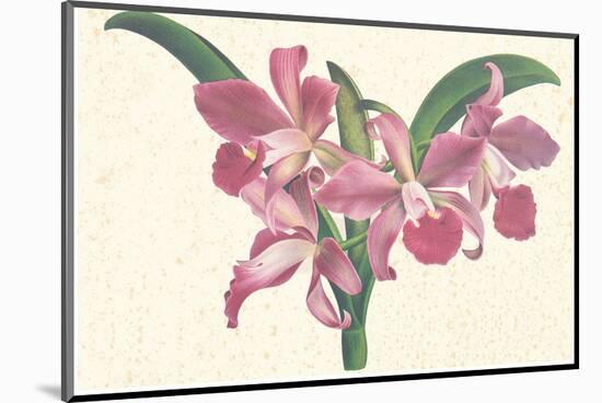 Pink Amaryllis-null-Mounted Art Print