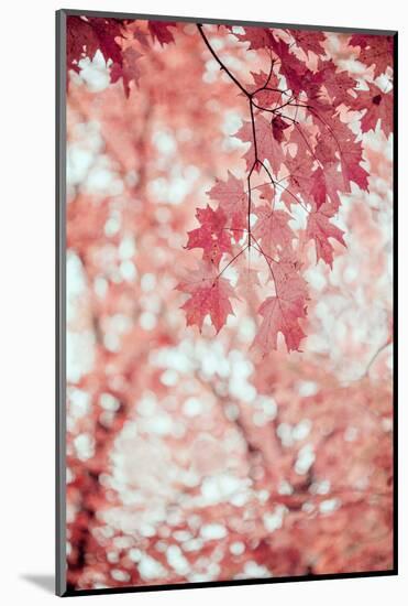 Pink and Coral Maple Leaves-Brooke T. Ryan-Mounted Photographic Print
