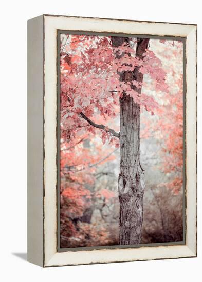 Pink and Coral Maple Tree-Brooke T. Ryan-Framed Premier Image Canvas