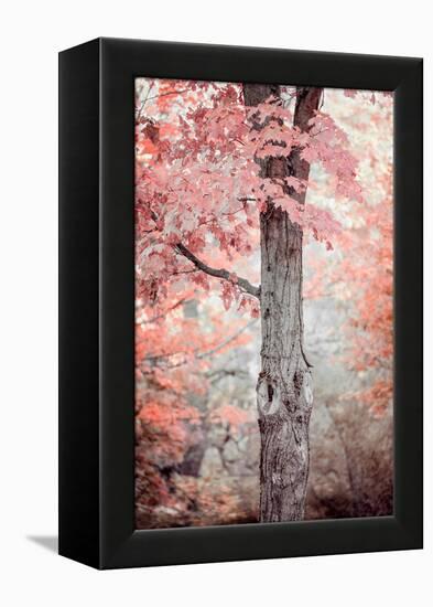 Pink and Coral Maple Tree-Brooke T. Ryan-Framed Premier Image Canvas