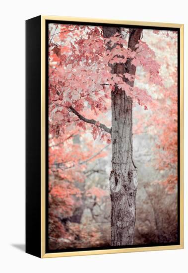 Pink and Coral Maple Tree-Brooke T. Ryan-Framed Premier Image Canvas