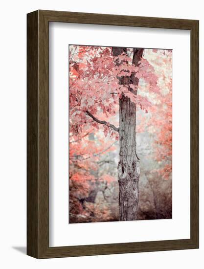 Pink and Coral Maple Tree-Brooke T. Ryan-Framed Photographic Print