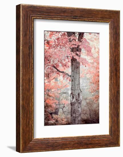 Pink and Coral Maple Tree-Brooke T. Ryan-Framed Photographic Print