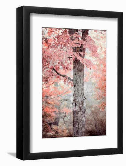 Pink and Coral Maple Tree-Brooke T. Ryan-Framed Photographic Print