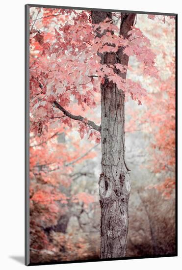 Pink and Coral Maple Tree-Brooke T. Ryan-Mounted Photographic Print