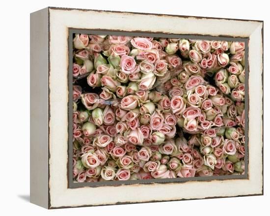 Pink and Cream Rose Bud Bunches-Owen Franken-Framed Premier Image Canvas