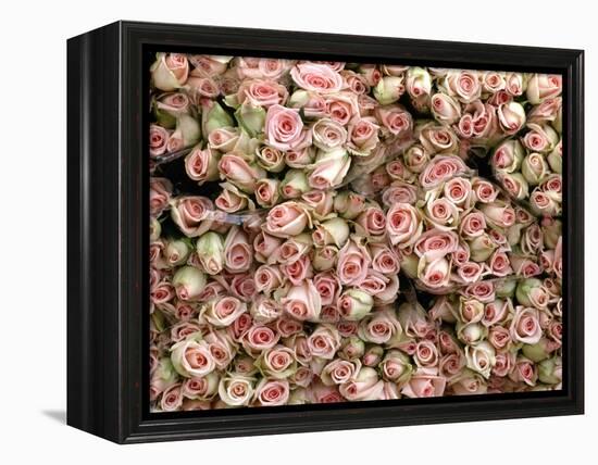 Pink and Cream Rose Bud Bunches-Owen Franken-Framed Premier Image Canvas