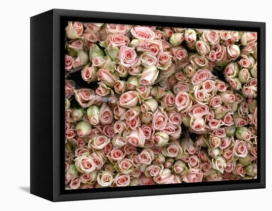 Pink and Cream Rose Bud Bunches-Owen Franken-Framed Premier Image Canvas