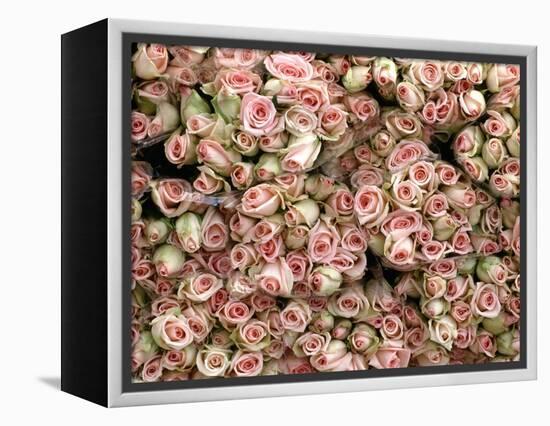 Pink and Cream Rose Bud Bunches-Owen Franken-Framed Premier Image Canvas