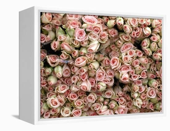 Pink and Cream Rose Bud Bunches-Owen Franken-Framed Premier Image Canvas