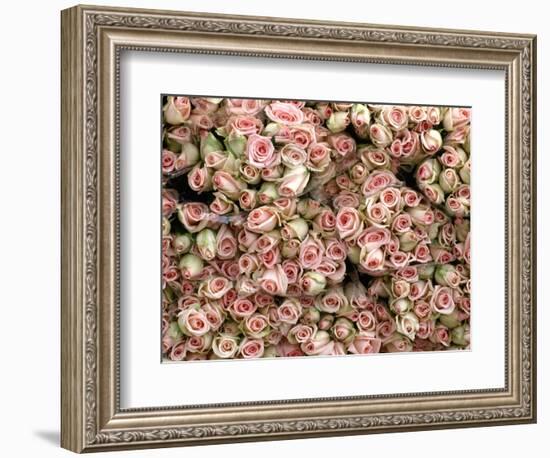 Pink and Cream Rose Bud Bunches-Owen Franken-Framed Photographic Print