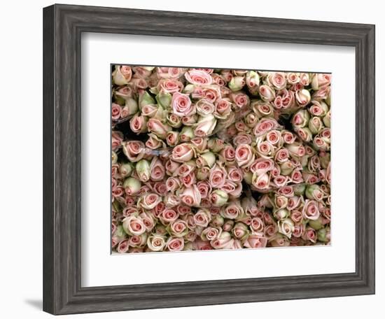 Pink and Cream Rose Bud Bunches-Owen Franken-Framed Photographic Print