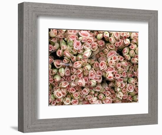 Pink and Cream Rose Bud Bunches-Owen Franken-Framed Photographic Print