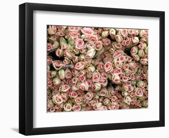 Pink and Cream Rose Bud Bunches-Owen Franken-Framed Photographic Print