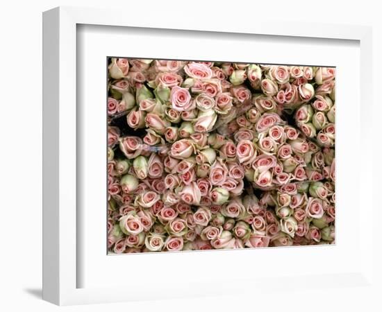 Pink and Cream Rose Bud Bunches-Owen Franken-Framed Photographic Print