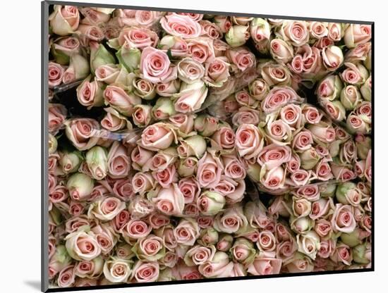 Pink and Cream Rose Bud Bunches-Owen Franken-Mounted Photographic Print