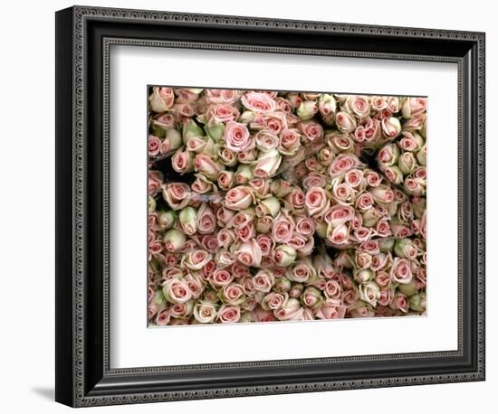 Pink and Cream Rose Bud Bunches-Owen Franken-Framed Photographic Print