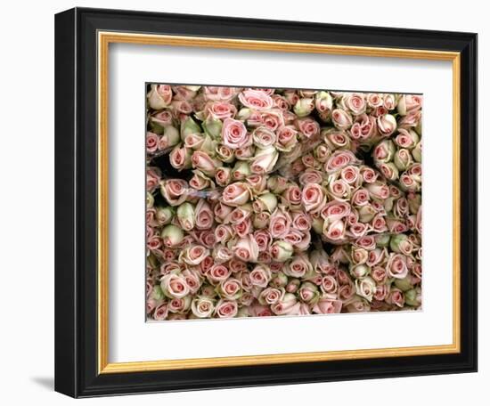 Pink and Cream Rose Bud Bunches-Owen Franken-Framed Photographic Print