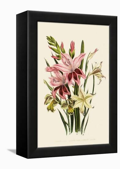 Pink and Other Gladioli-null-Framed Premier Image Canvas