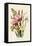 Pink and Other Gladioli-null-Framed Premier Image Canvas