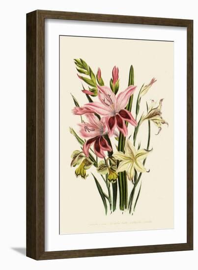 Pink and Other Gladioli-null-Framed Giclee Print