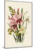 Pink and Other Gladioli-null-Mounted Giclee Print