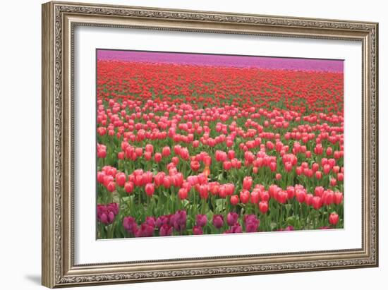 Pink and Purple Tulip Field-Lantern Press-Framed Art Print