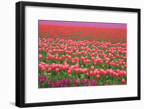 Pink and Purple Tulip Field-Lantern Press-Framed Art Print