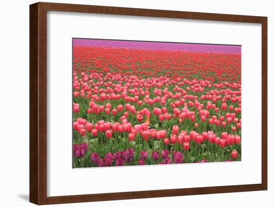 Pink and Purple Tulip Field-Lantern Press-Framed Art Print