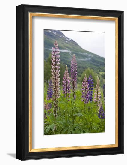 Pink and Purple Wild Lupins (Lupinus) in Olden, Norway, Scandinavia, Europe-Eleanor-Framed Photographic Print