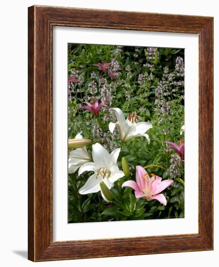 Pink and White Asiatic Lilies, Reading, Massachusetts, USA-Lisa S. Engelbrecht-Framed Photographic Print