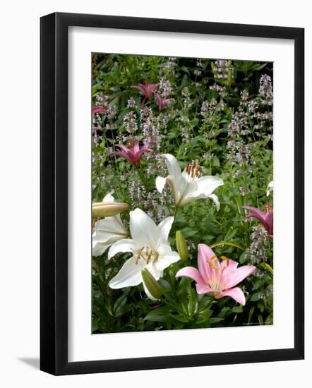 Pink and White Asiatic Lilies, Reading, Massachusetts, USA-Lisa S. Engelbrecht-Framed Photographic Print