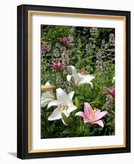 Pink and White Asiatic Lilies, Reading, Massachusetts, USA-Lisa S. Engelbrecht-Framed Photographic Print