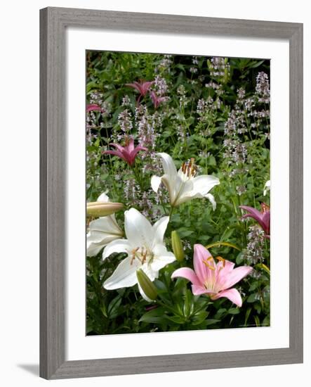 Pink and White Asiatic Lilies, Reading, Massachusetts, USA-Lisa S. Engelbrecht-Framed Photographic Print